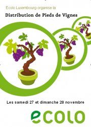 Distribution de pieds de vignes