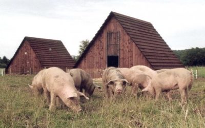 Agriculture : L’abattoir, outil indispensable au développement de filières