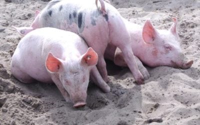Peste porcine africaine : le porc gaumais, responsabilité et solidarité !
